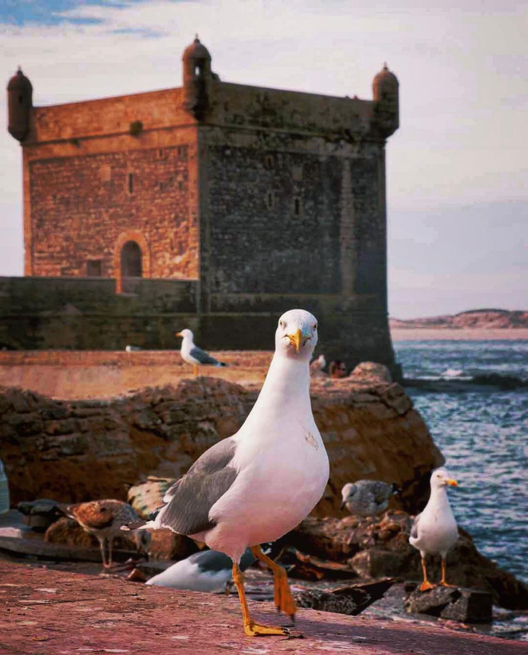 Essaouira thumbnail 5