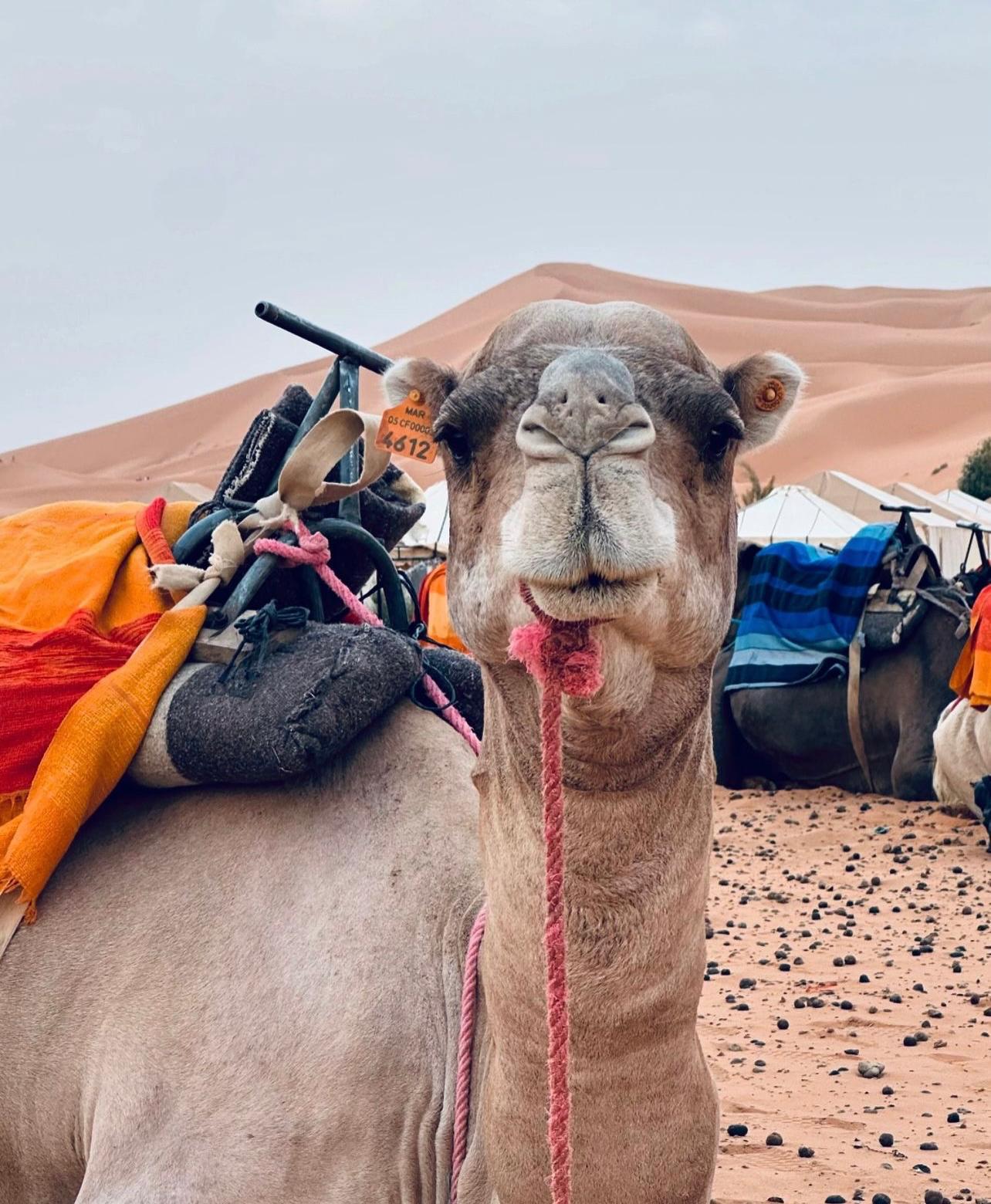 Desert de Merzouga thumbnail 2