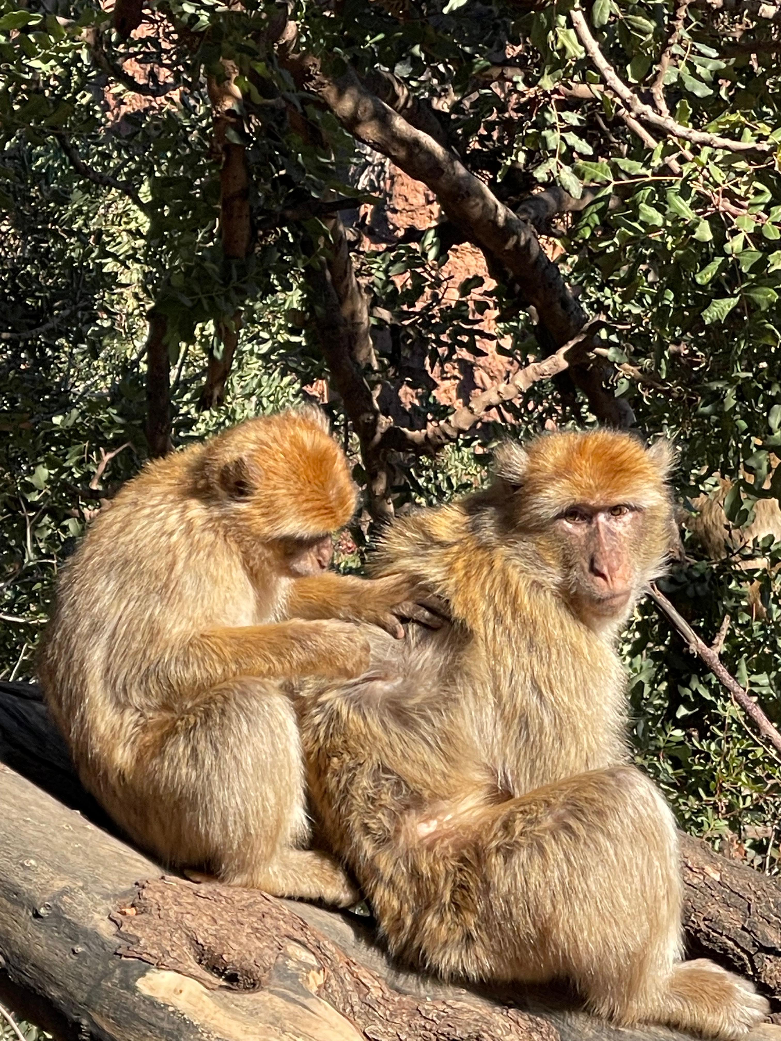 Cascades d'Ouzoud thumbnail 3